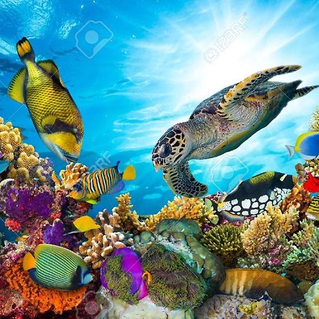 Appartamento L'Ocean Bleu Des Anses Fond Fleury Esterno foto